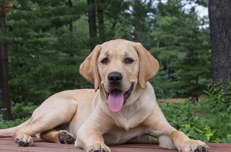 best-tips-for-buying-cheap-and-quality-labrador-food-news-artificial